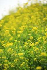 Obraz premium 菜の花