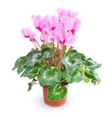 Pink cyclamen in flowerpot isolated on white