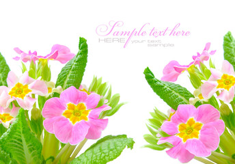 A spring primrose is in a bouquet, floral background