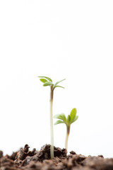Seedlings in dirt