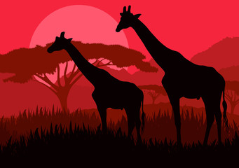 Giraffe family silhouettes in Africa wild nature mountain