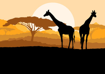 Fototapeta na wymiar Sylwetki żyrafa rodziny w Afryce dzikiej górskiej przyrody