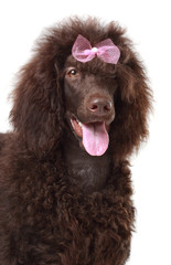 brown royal poodle