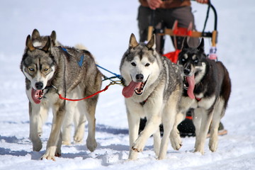 A husky sled dog team at work © Elenarts