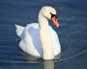 Obraz premium Swan portrait