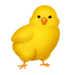 Yellow chicken