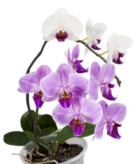 Fototapeta na wymiar Light purple and white orchids isolated on white