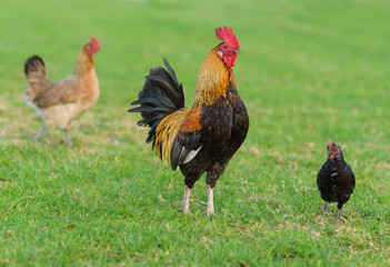 Group Of Rooster On The Field