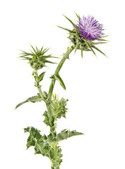 Flowering Spear Thistle (Cirsium vulgare)