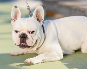 Fototapeta premium Close-up Of Bull Dog