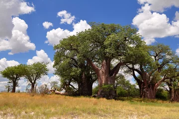 Crédence en verre imprimé Baobab Célèbres baobabs Baines à Nxai pan à Botwsana