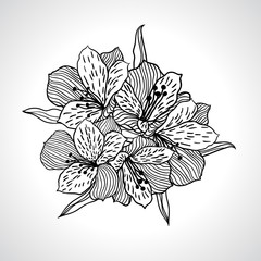 Black macro orchid flower isolated.