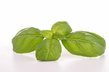 isolated basil