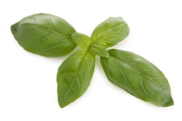 isolated basil
