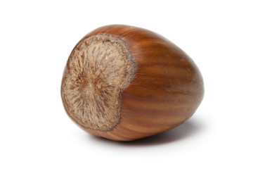 Single fresh Hazelnut