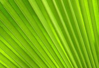 Palm leaves texture