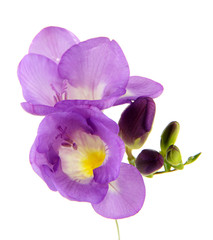 Purple freesia flower, isolated on white
