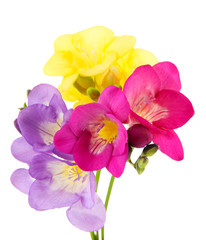 Bouquet of freesias flower, isolated on white