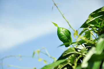 green leaves against blue sky