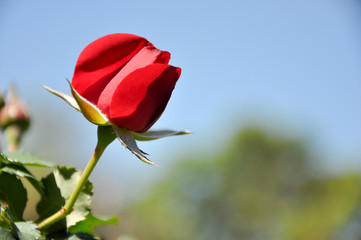 Fototapeta premium red rose against sky