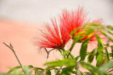 close up of red flower