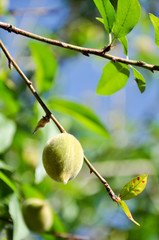 green lemon tree branch