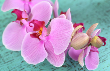 Gentle beautiful orchid on wooden table close-up