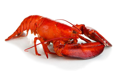 Red lobster isolated on white