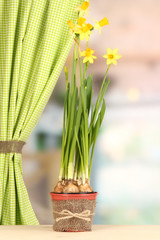 Beautiful yellow daffodils in flowerpot on window background