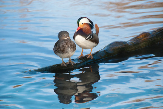 mandarin duck couple standing side by side.
