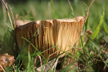 Mushroom orange and brown 2