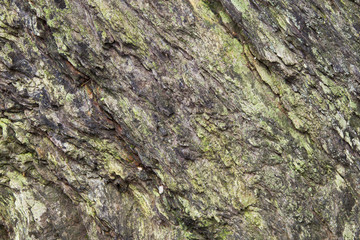 Rock / Cliff with Lichen & Algae Background Texture.