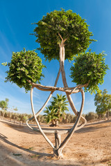 Ornamental tree form the Star of David.