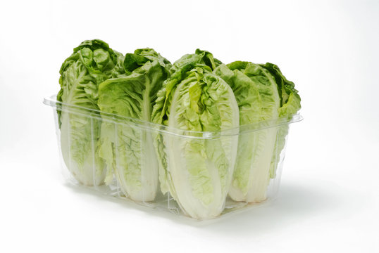 Cogollos de lechuga