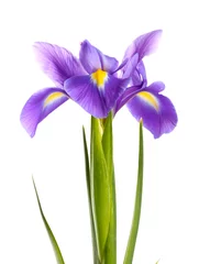 Papier Peint photo Lavable Iris Fleur d& 39 iris violet, isolé sur blanc