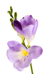 Fototapeta na wymiar Fioletowy kwiat frezja, samodzielnie na białym tle