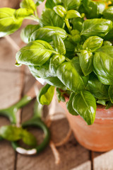 basil in the pot
