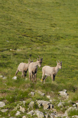 Obraz premium Capra Ibex - Stambecco (young)