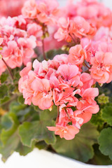 garden geranium flowers
