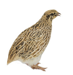 Yellow domestic quail isolated on white background
