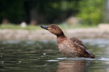 Fototapeta premium Gander