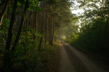 polna droga © Piotr Szpakowski