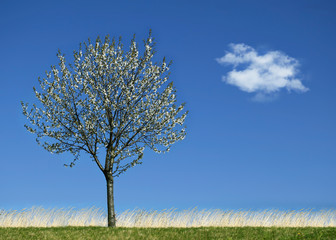 Naklejka premium Spring