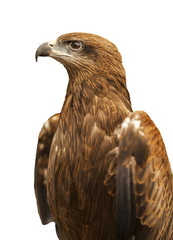 Hawk