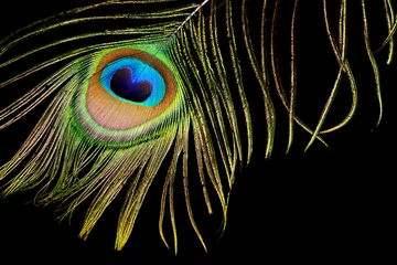 Rolgordijnen Peacock feather isolated on black background © VenisM