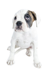 Obraz premium Beautiful Boxer puppy