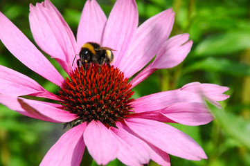 Busy Bee