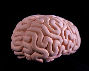 Brain