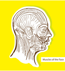 Human anatomie Muscles of the Face (Facial Muscles) - Medical Il