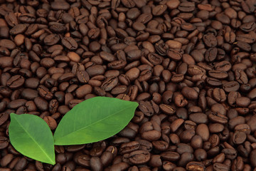 Coffee Beans